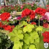 Pelargonium 'South African Sun' - Pelargoon 'South African Sun' P9/0,55L